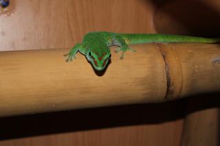 Pärchen Phelsuma mad. grandis Großer Madagaskar Taggecko wegen Hobbyaufgabe