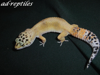 0, 1 Super Hypo Tangerine Carrottail Leopardgecko