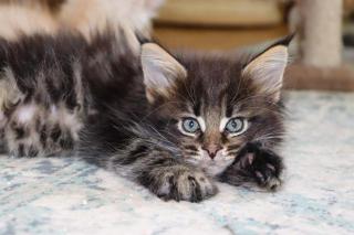 Maine Coon Kater im Wildlook sucht ab Ende August tolles Zuhause