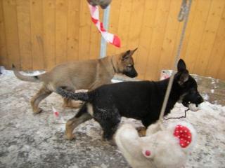 Schäferhund/Schäferhundwelpen gerade Rücken / Frabe Schwarz oder Grau