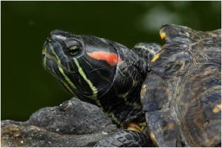 Biete weibliche Rotwangen-Schmuckschildkröte n, Trachemys scripta elegans