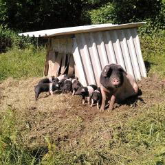 Schweine Patenschaft