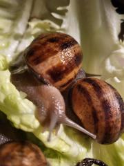 Cornu Aspersum, Gestreifte Weinbergschnecke