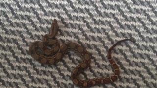 Boa Constrictor Imperator Crawl-Cay