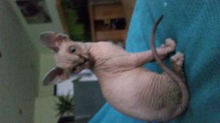 Junger canadian Sphynx Kater