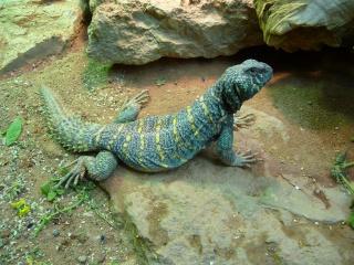 Uromastyx ornata