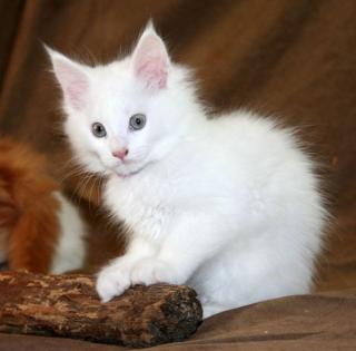 Maine Coon Katzenkinder in WEISS - mit Stammbaum Audiometrie-Test